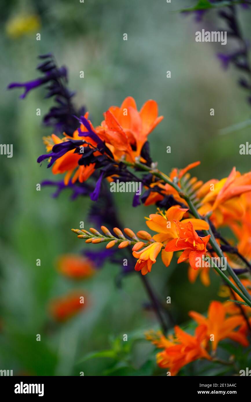 Orange crocosmia, dunkelblaue Salvia, orange und blau, crocosmias, Salvias, gemischte Pflanzschema, RM floral Stockfoto