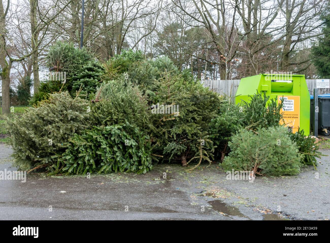 Stapel alter Weihnachtsbäume für Recycling und Entsorgung Anfang Januar an einer Recycling-Stelle für Hausmüll in Großbritannien Stockfoto