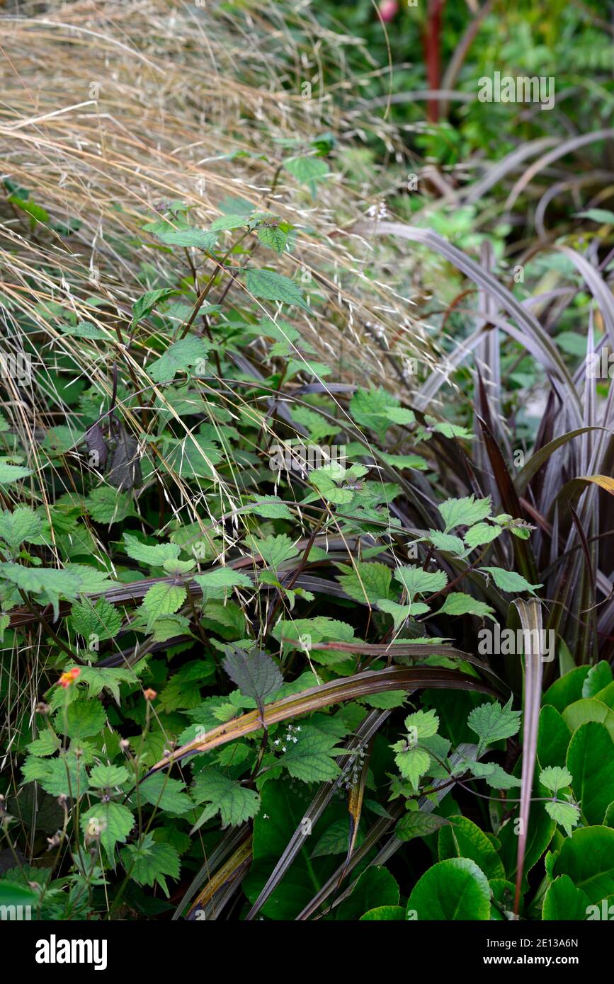 phormium-Tenax, dunkles Laub, dunkle Blätter, Gras, stipa, Kana, gemischtes Pflanzschema, RM Floral Stockfoto