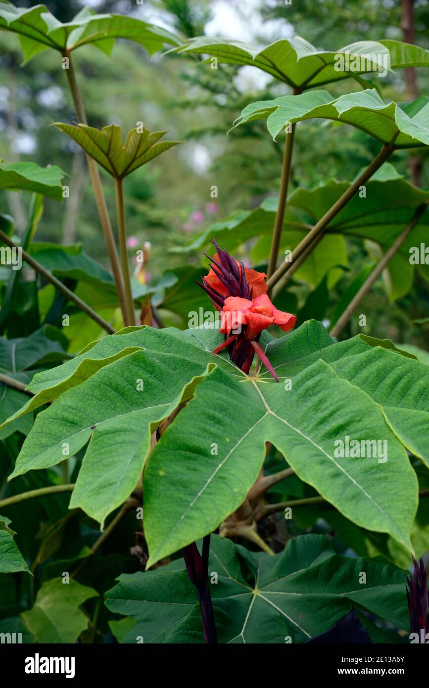 kana Lilie, rote Canna Blumen, rote Canna Lilie Blumen, Kombination, tetrapanax rex, Reispapierpflanze, Blätter, Laub, Mischung, gemischt Pflanzen, Garten, Gärten, RM Flo Stockfoto