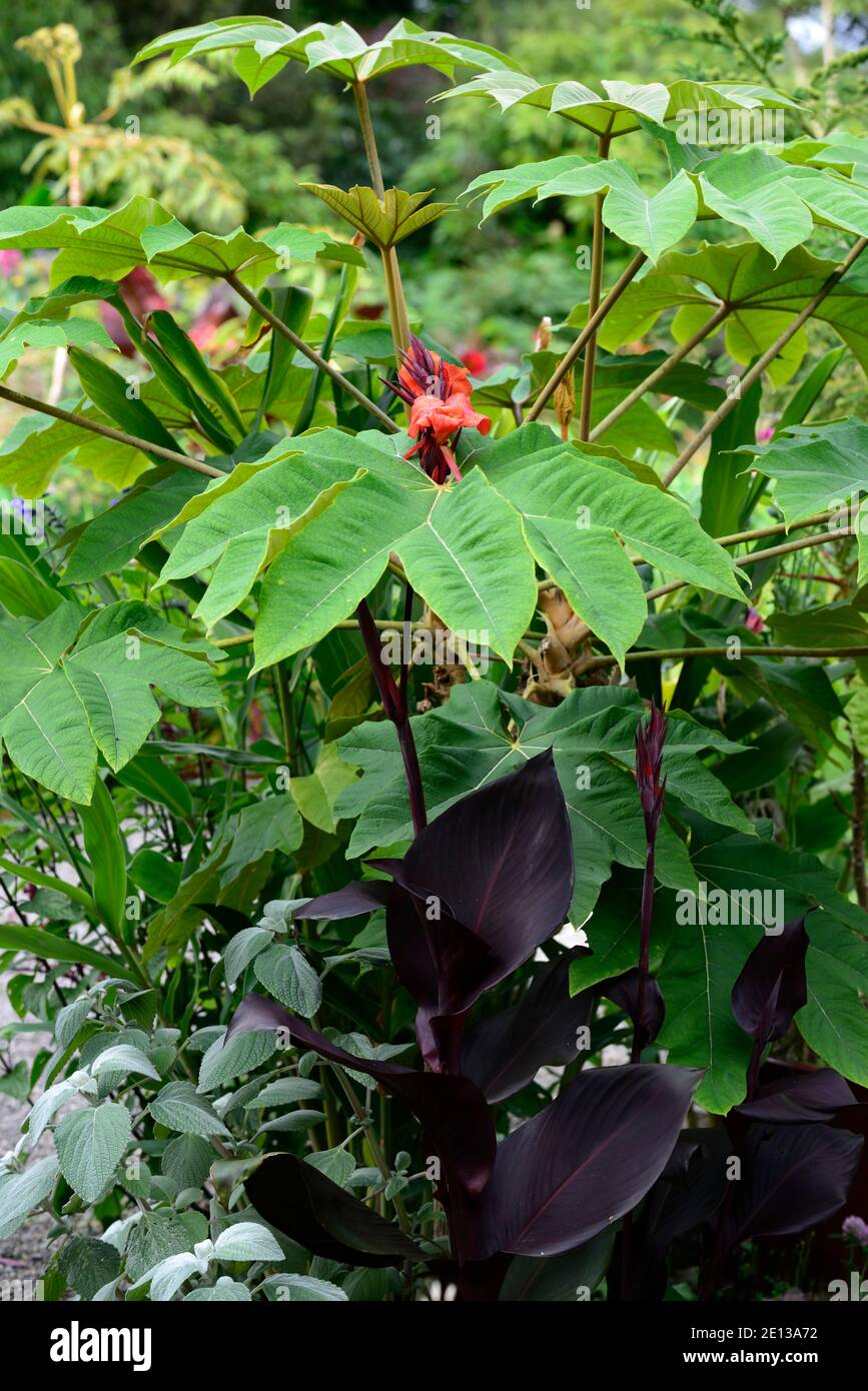 kana Lilie, rote Canna Blumen, rote Canna Lilie Blumen, Kombination, tetrapanax rex, Reispapierpflanze, Blätter, Laub, Mischung, gemischt Pflanzen, Garten, Gärten, RM Flo Stockfoto