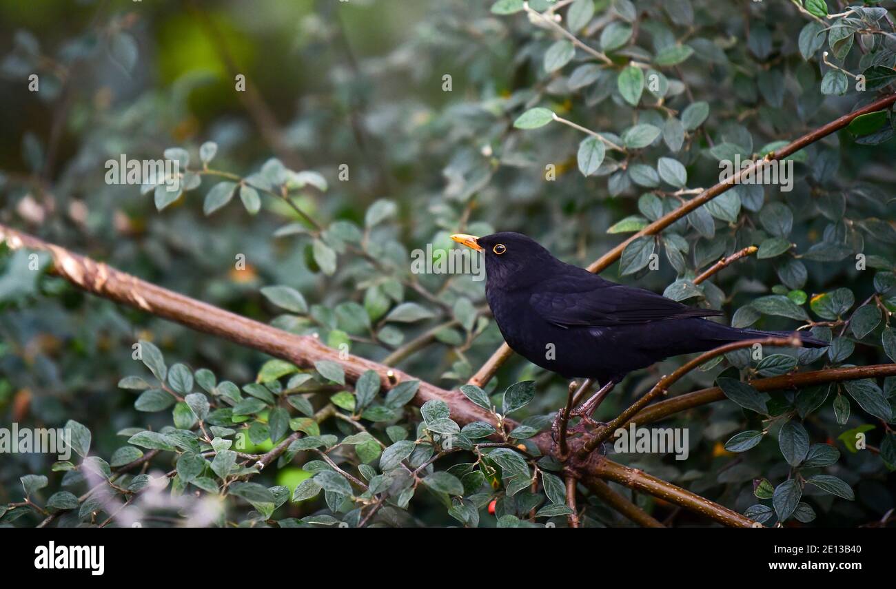 Brighton UK 4. Januar 2021 - EINE Amsel auf der Suche nach Nahrung rund um Queens Park an einem kalten und nassen Tag in Brighton : Credit Simon Dack / Alamy Live News Stockfoto