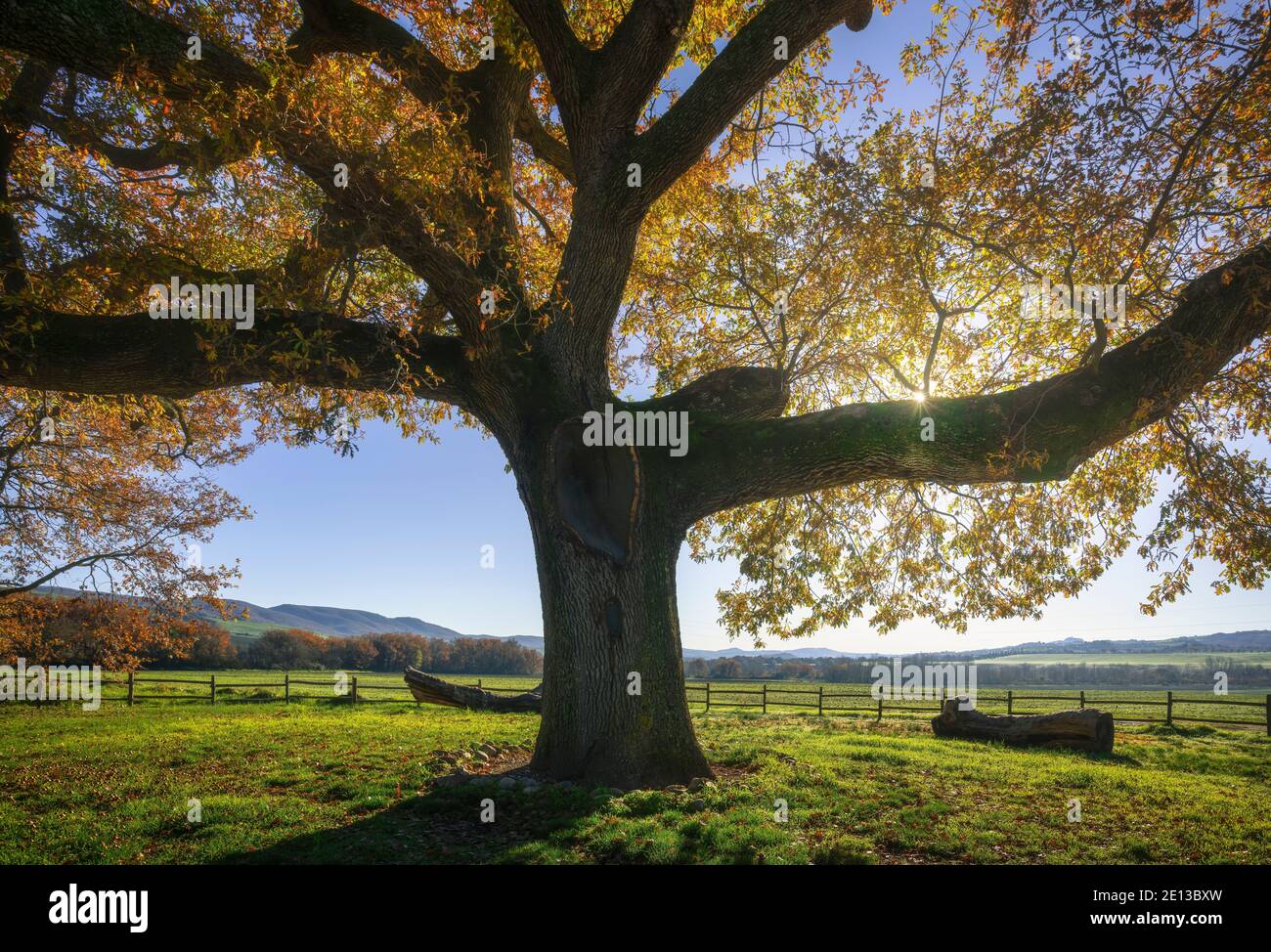 Säkulare Eiche im Herbstmorgen im Hintergrund. Toskana, Italien Europa. Stockfoto
