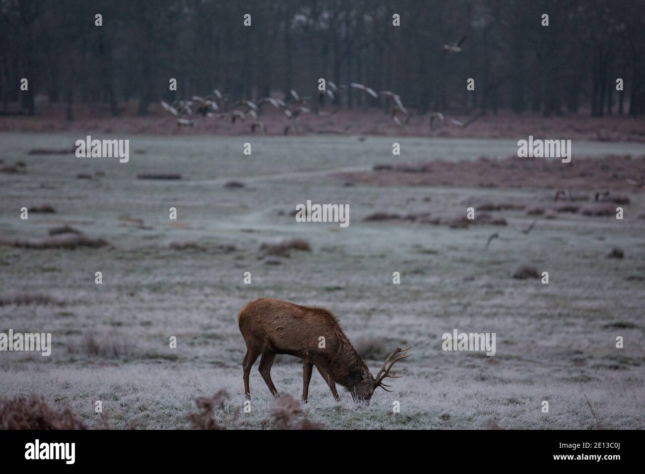 Hirsche im frostbedeckten Grasland im Richmond Park an einem kalten Dezembermorgen, London Borough of Richmond upon Thames, England, Vereinigtes Königreich Stockfoto