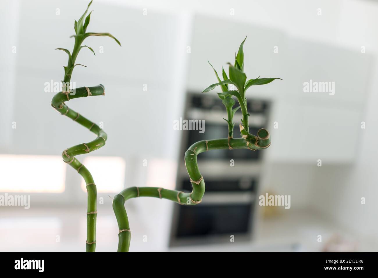 Bambus in meinem Haus Stockfoto