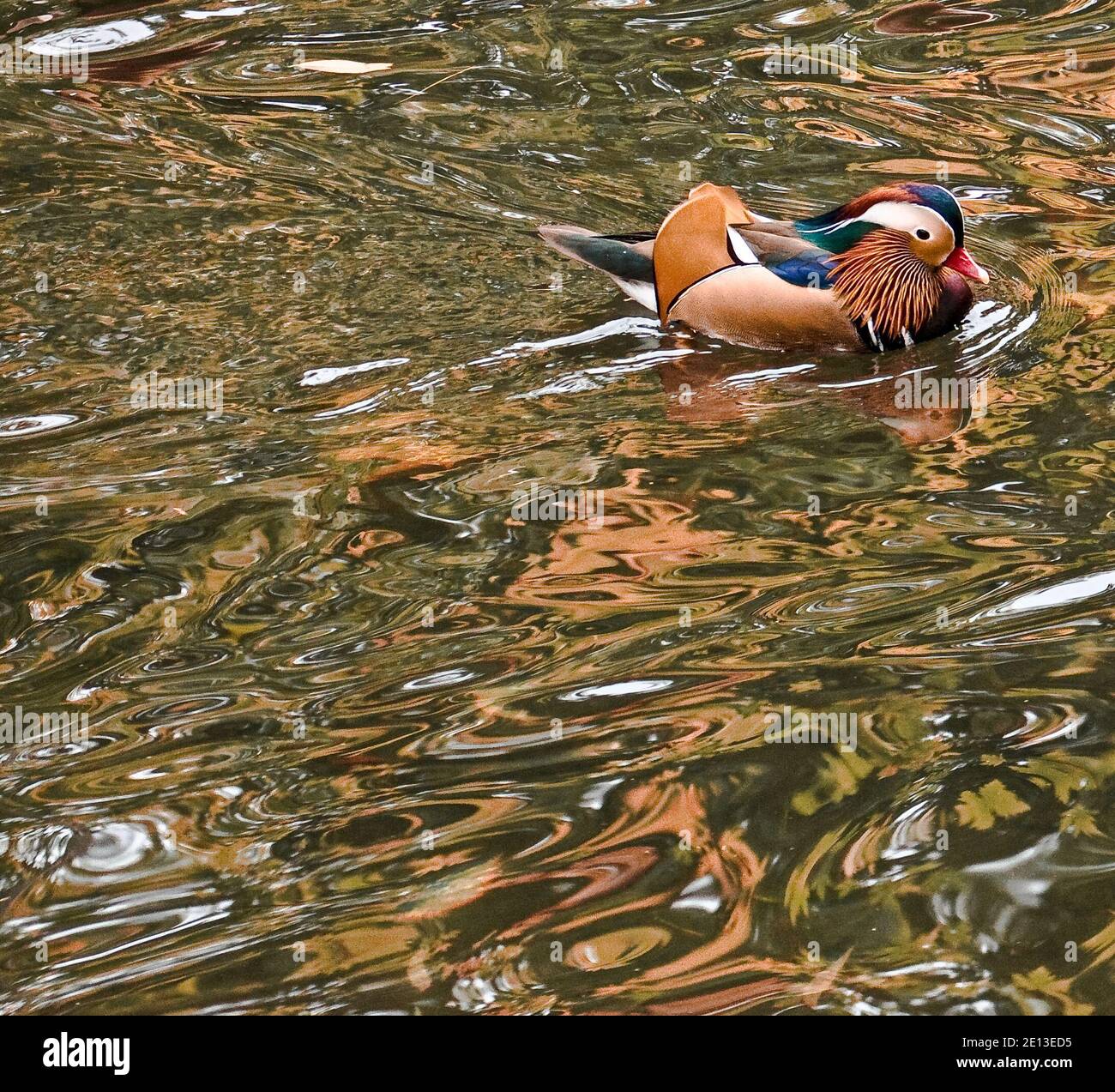 Mandarinente (Aix galericulata) Stockfoto