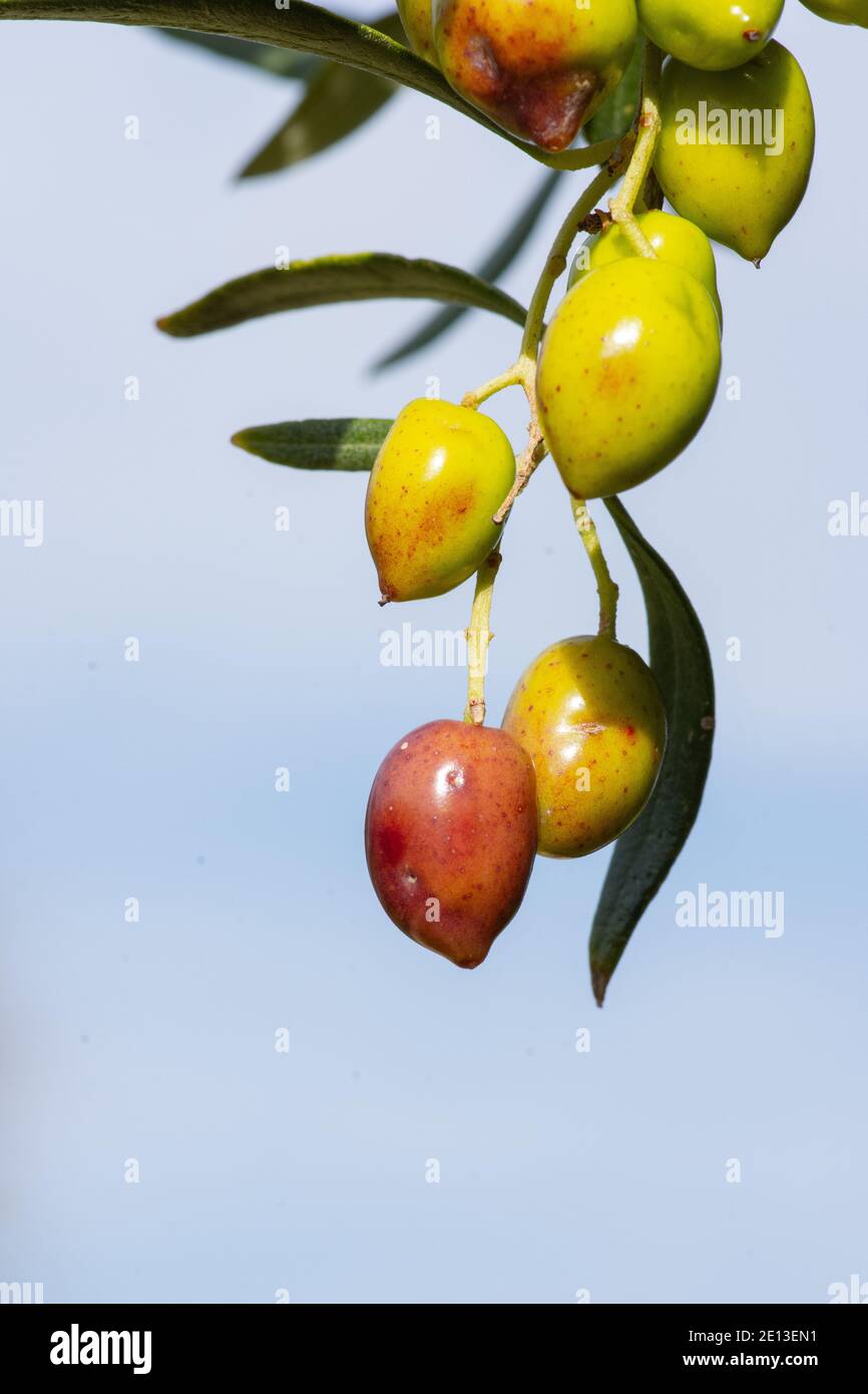 Olivenbaum mit sehr guter Produktivität von grünen Oliven, Kreta, Griechenland. Stockfoto
