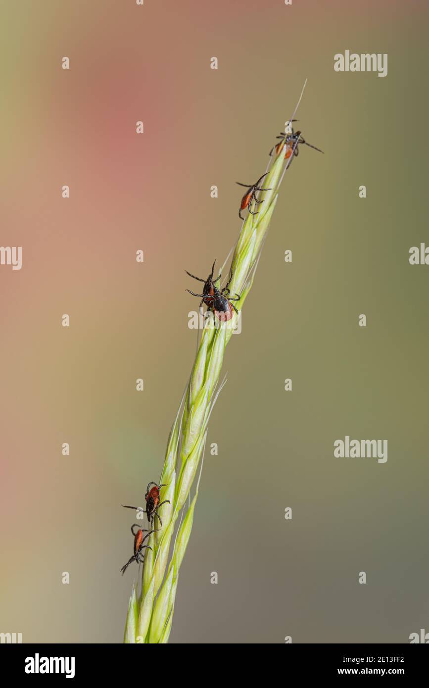 Zecken auf Gras Stockfoto