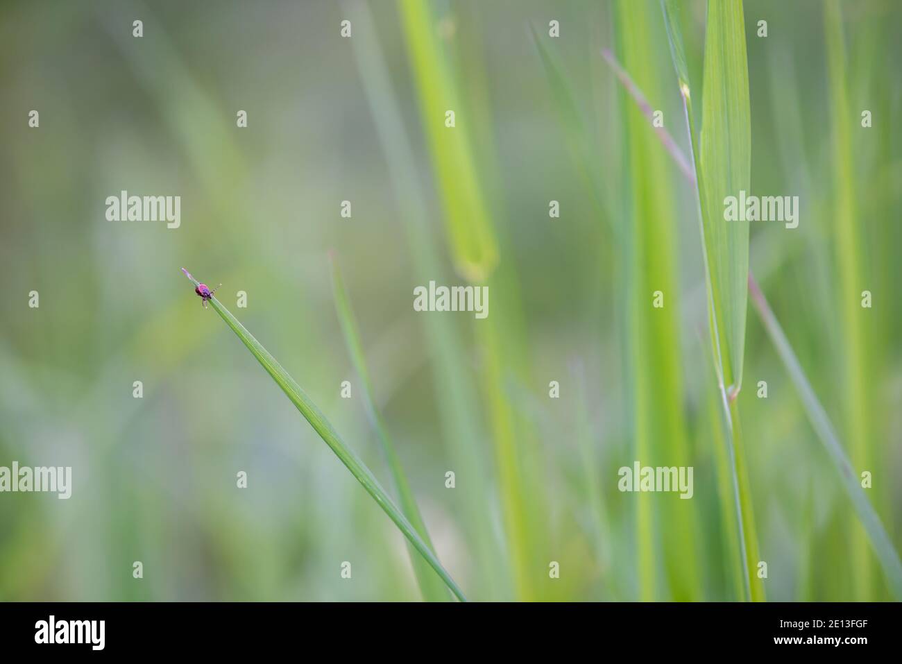 Lauernde Zecke auf Gras Stockfoto