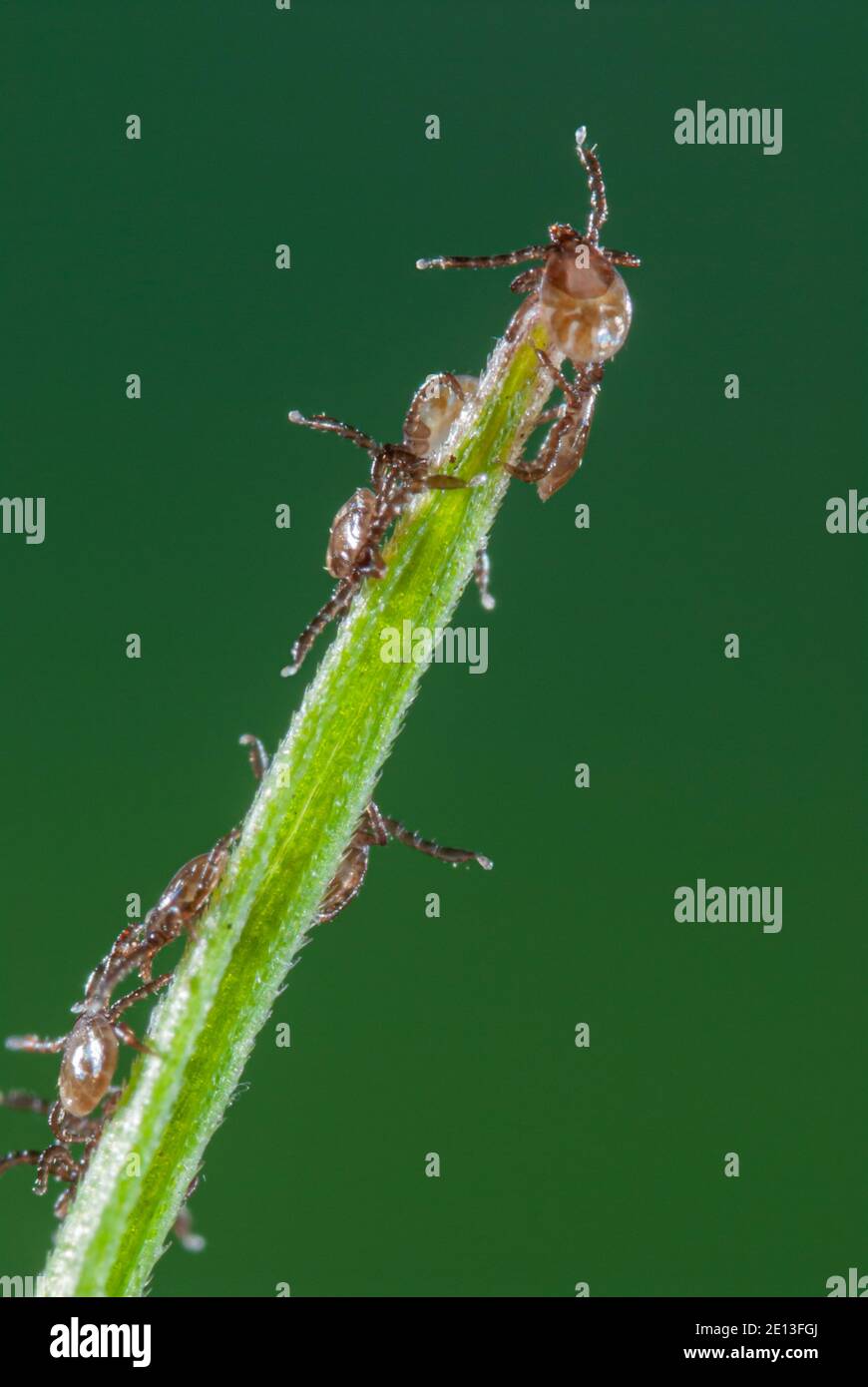 Zeckenlarven auf Gras, Zeckenlarven klettern nach Schlupf auf Grashalm, junge Zercken suchen Opfer für erste Blutmahlzeit Stockfoto