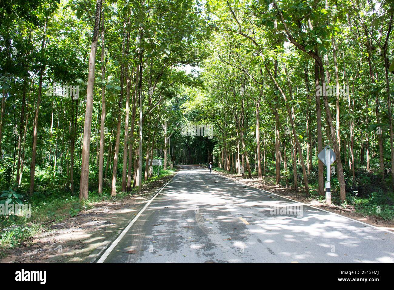 Straße im Wald gehen zum Stupa Museum des Mönchs Luang PU Khao Ananyo von Wat Tham Klong Phen Waldtempel Für thailänder reisen Besuch und Respekt beten ein Stockfoto