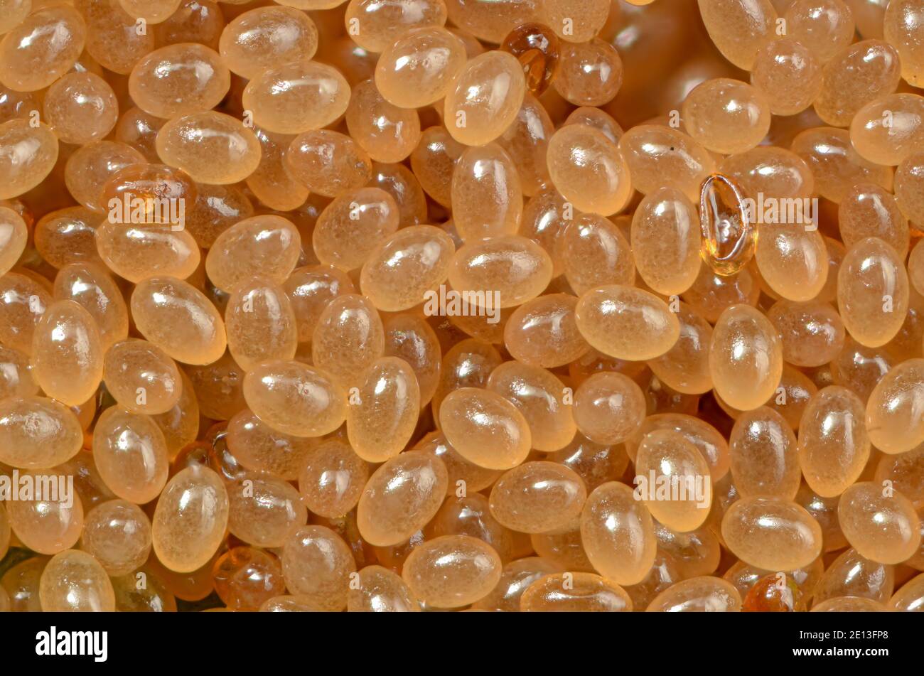 Ixodes ricinusTick Eggs, Eigelege einer Zecke, Ansammlung von Zeckeneiern, Ixodes ricinus Eier Stockfoto