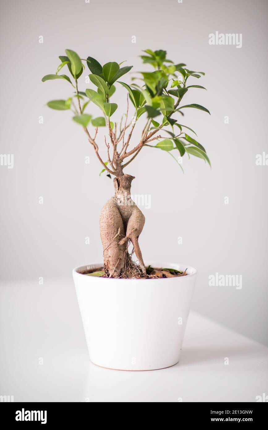 Ficus Stockfoto