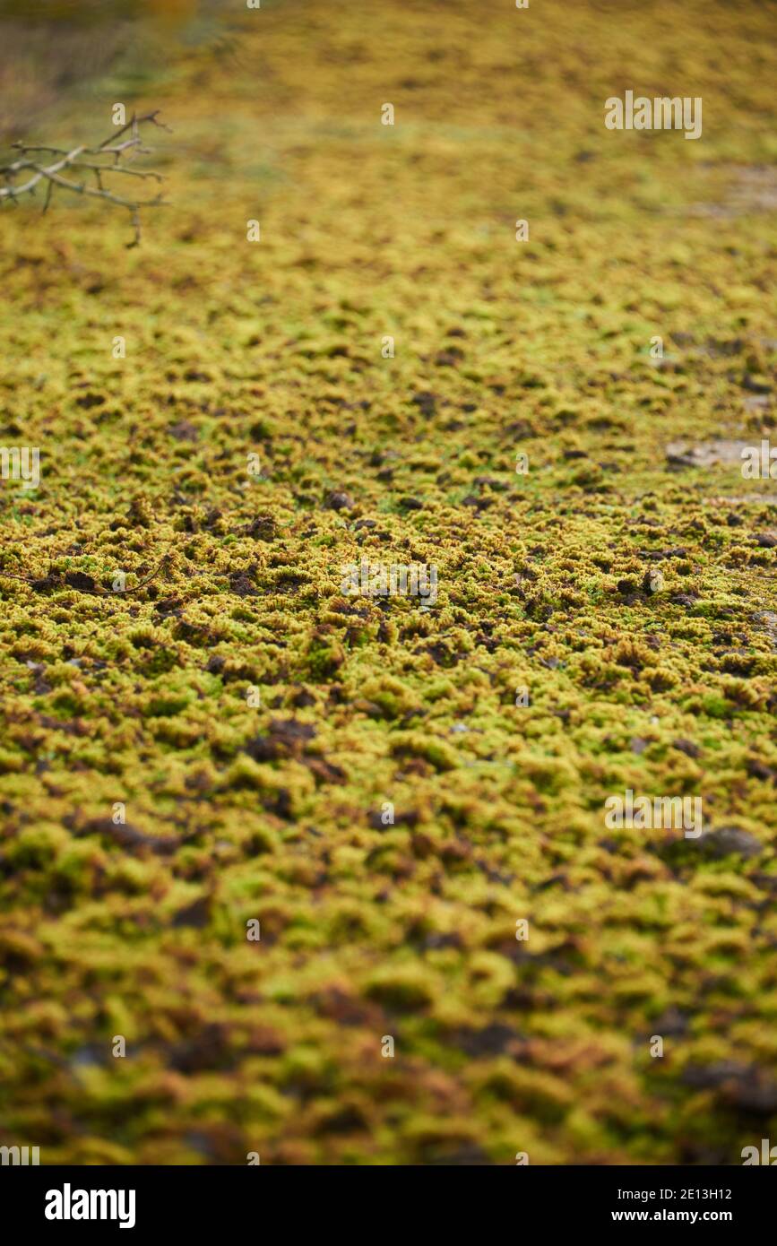 RSPB Reserve College Lake Hertfordshire. Leuchtend grünes Moos auf dem Weg Stockfoto