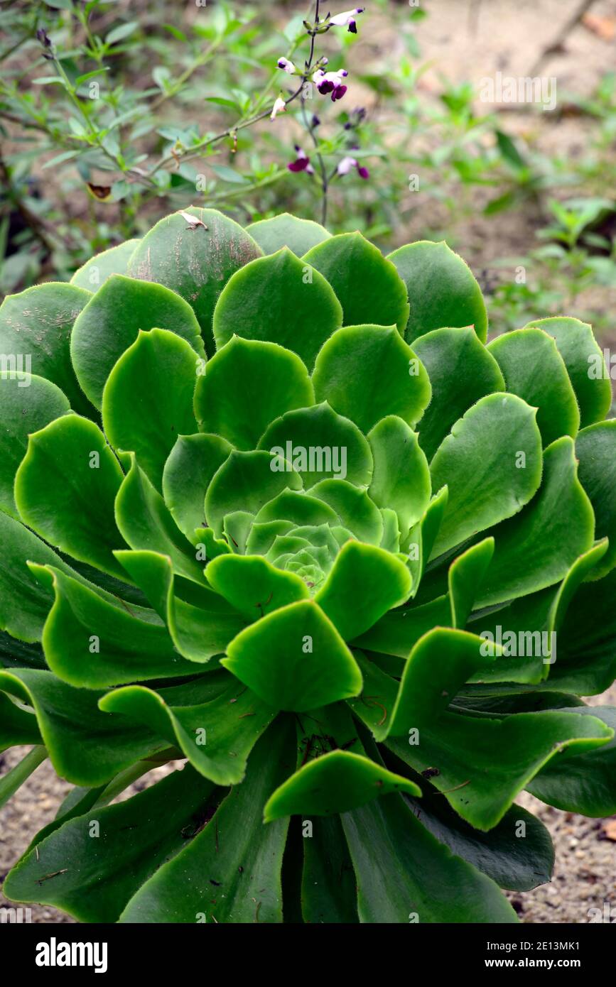 aeonium grüne Göttin, minzgrüne Blätter, fleischige Blätter, Rosette, Sukkulenten, Sukkulenten, RM Floral Stockfoto