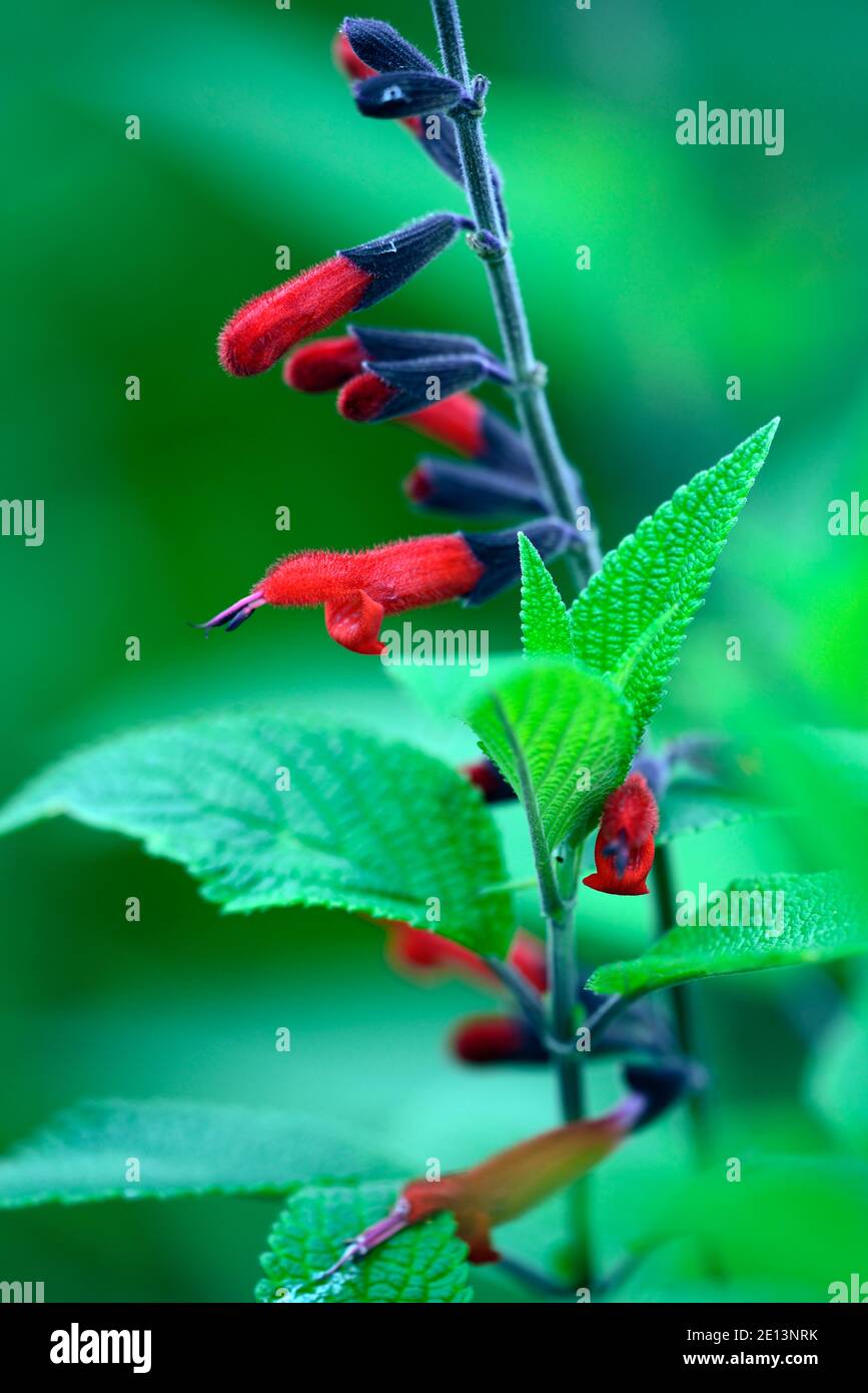 Salvia Neid rote Form, salvias, rote Blume, Blumen, Blüte, Hybrid, Hybrid, RM Floral Stockfoto