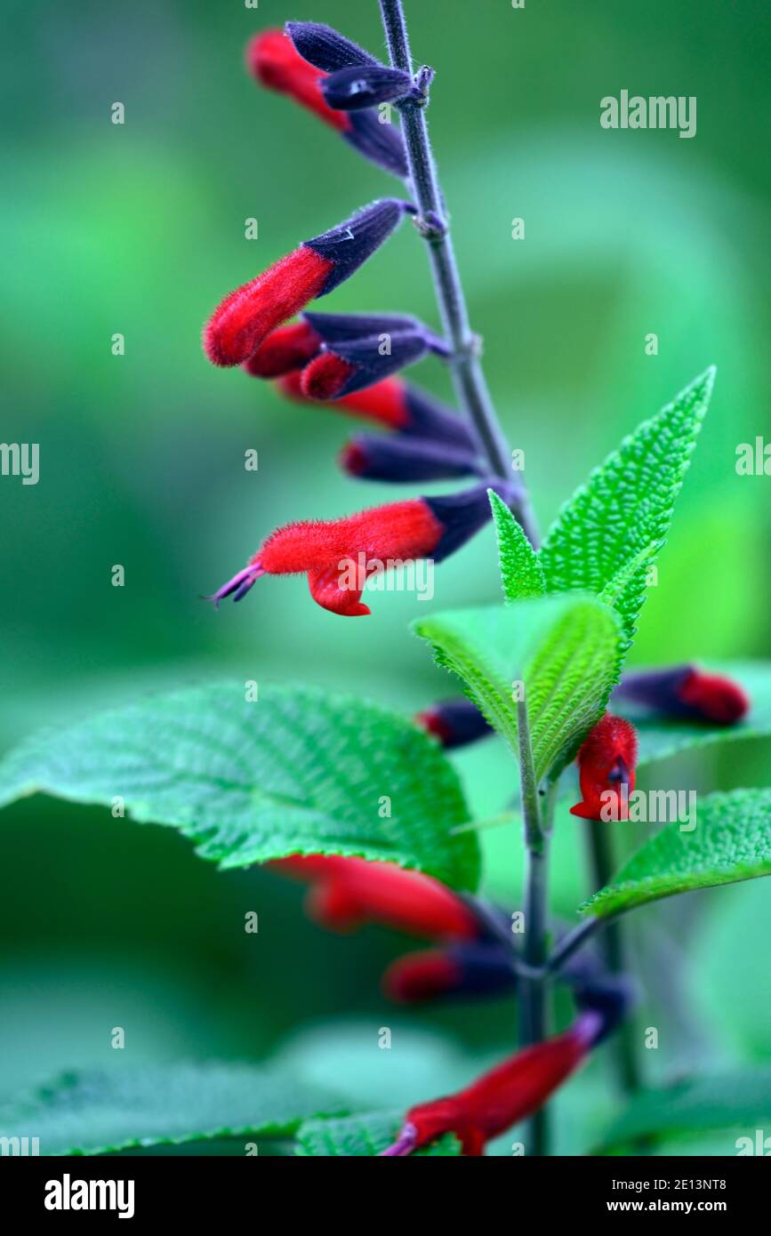 Salvia Neid rote Form, salvias, rote Blume, Blumen, Blüte, Hybrid, Hybrid, RM Floral Stockfoto