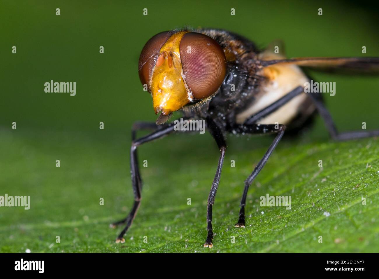 Gemeine Waldschwebfliege, Waldschwebfliege, Wald-Schwebfliege, Gemeine Hummel-Schwebfliege, Weißverbindliche Hummelschwebfliege, Hummelschwebfliege, Weibch Stockfoto
