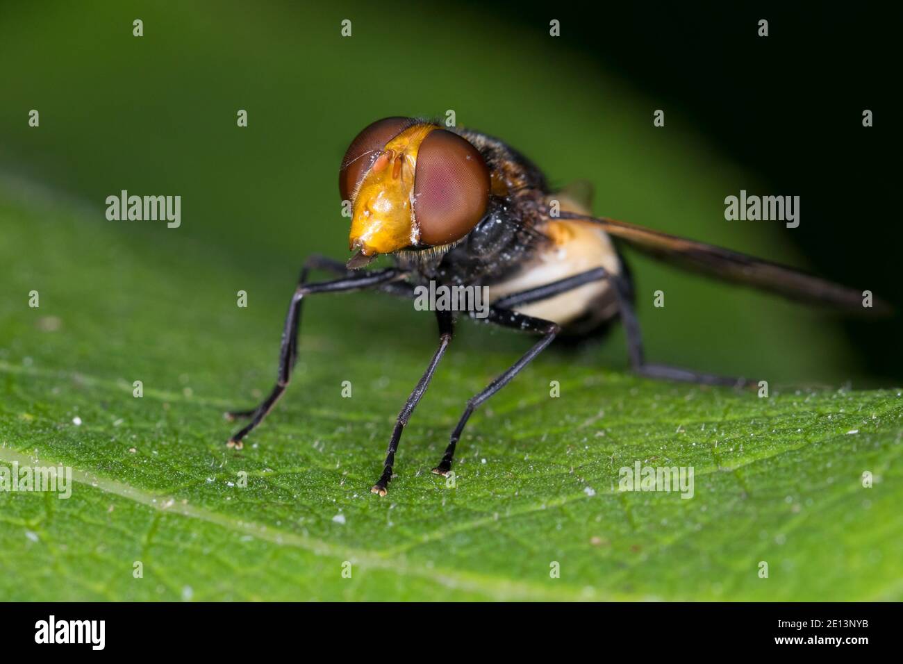 Gemeine Waldschwebfliege, Waldschwebfliege, Wald-Schwebfliege, Gemeine Hummel-Schwebfliege, Weißverbindliche Hummelschwebfliege, Hummelschwebfliege, Weibch Stockfoto