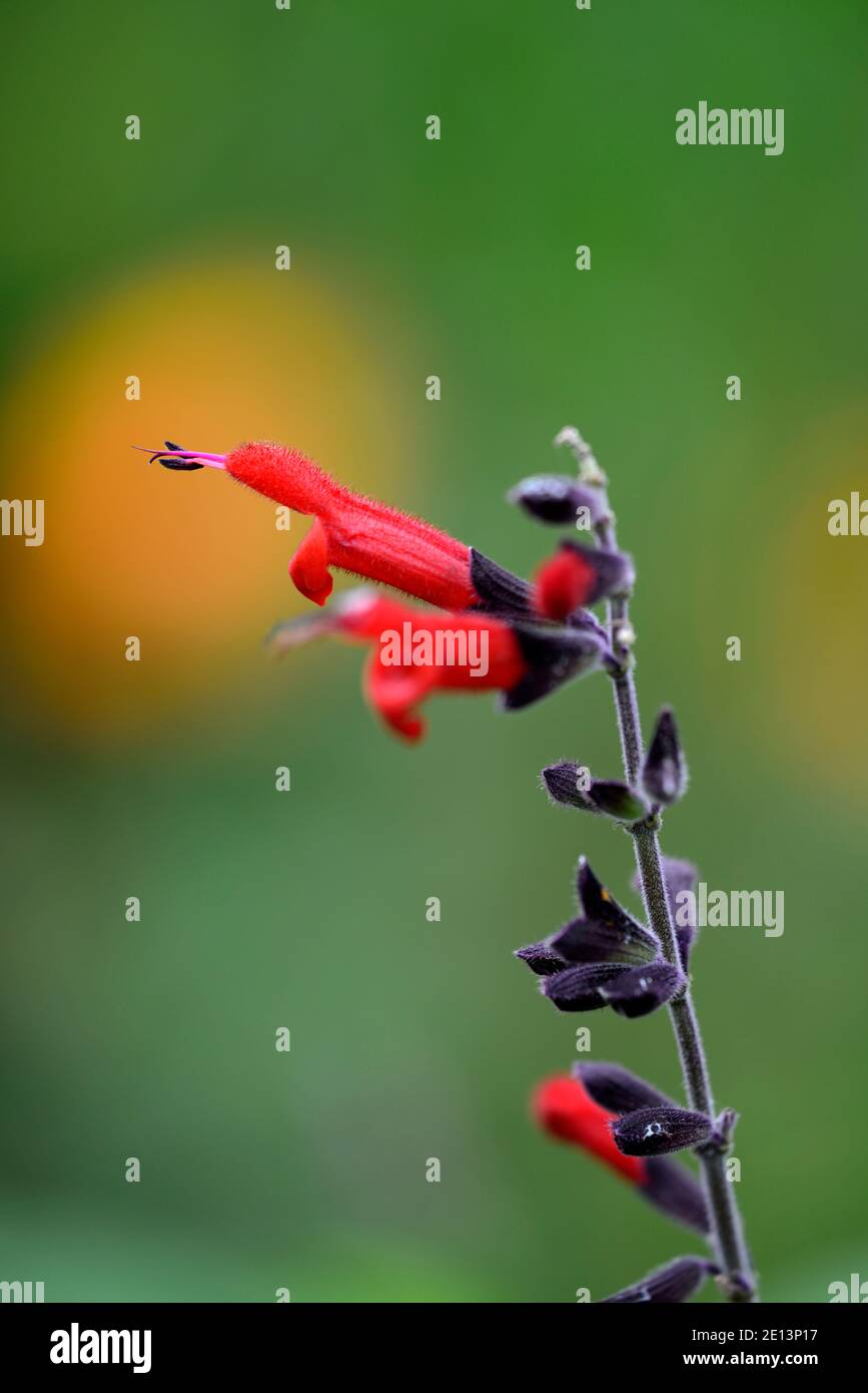 Salvia Neid rote Form, salvias, rote Blume, Blumen, Blüte, Hybrid, Hybrid, RM Floral Stockfoto