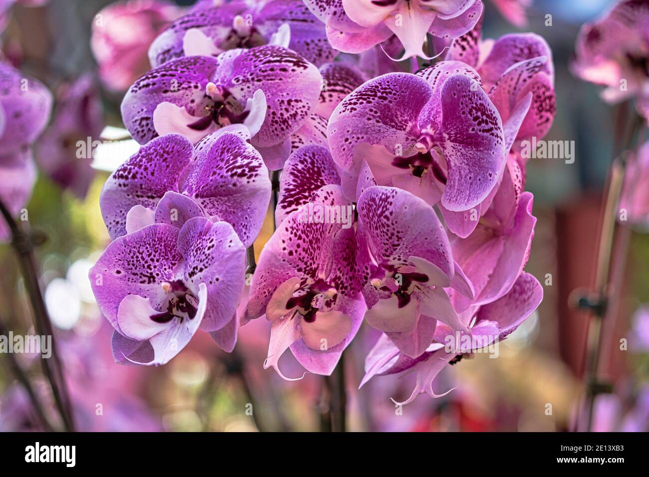 Lila Blüten Phalaenopsis Orchidee. Oder Mondorchidee, Mottenorchidee. Rosa gesprenkelt. Die offizielle Residenz von Shilin in Taipei, Taiwan. März 2020. Stockfoto