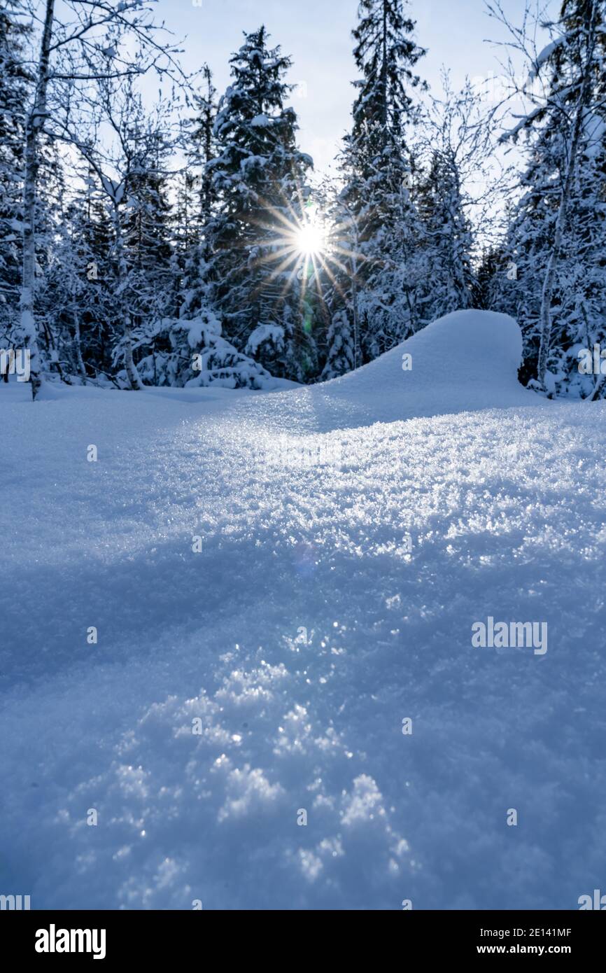 Frisch verschneite Landschaft im Sonnenlicht. Verschneite Landschaft am Waldrand an einem sonnigen Tag. Sonnenstern zwischen Bäumen. Winterwunderland Österreich Stockfoto