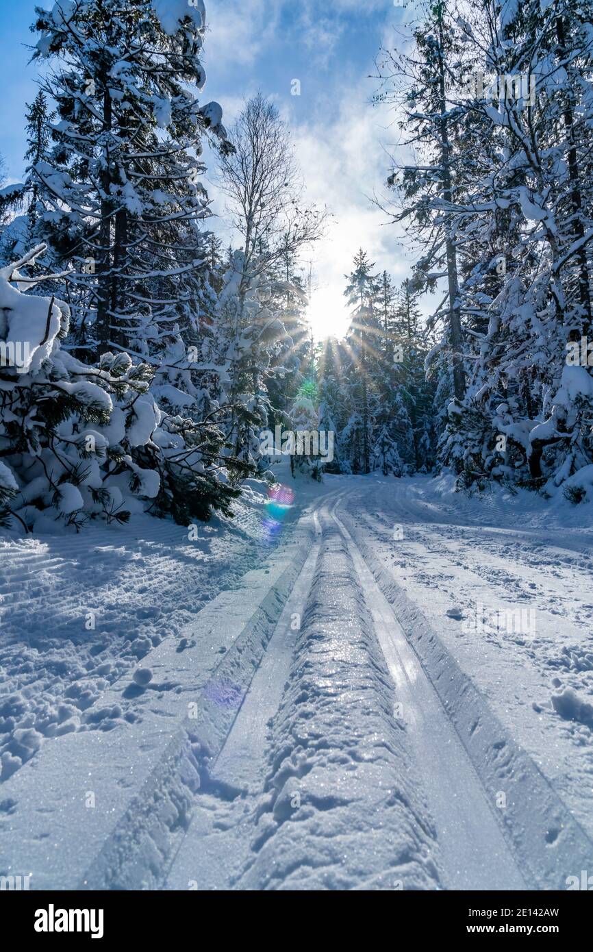 Langlaufloipe im verschneiten Hochmoor vom Bödele. Langlaufloipe im Hochmoor über Dornbirn, im verschneiten Wald, schöner Wintertag Stockfoto