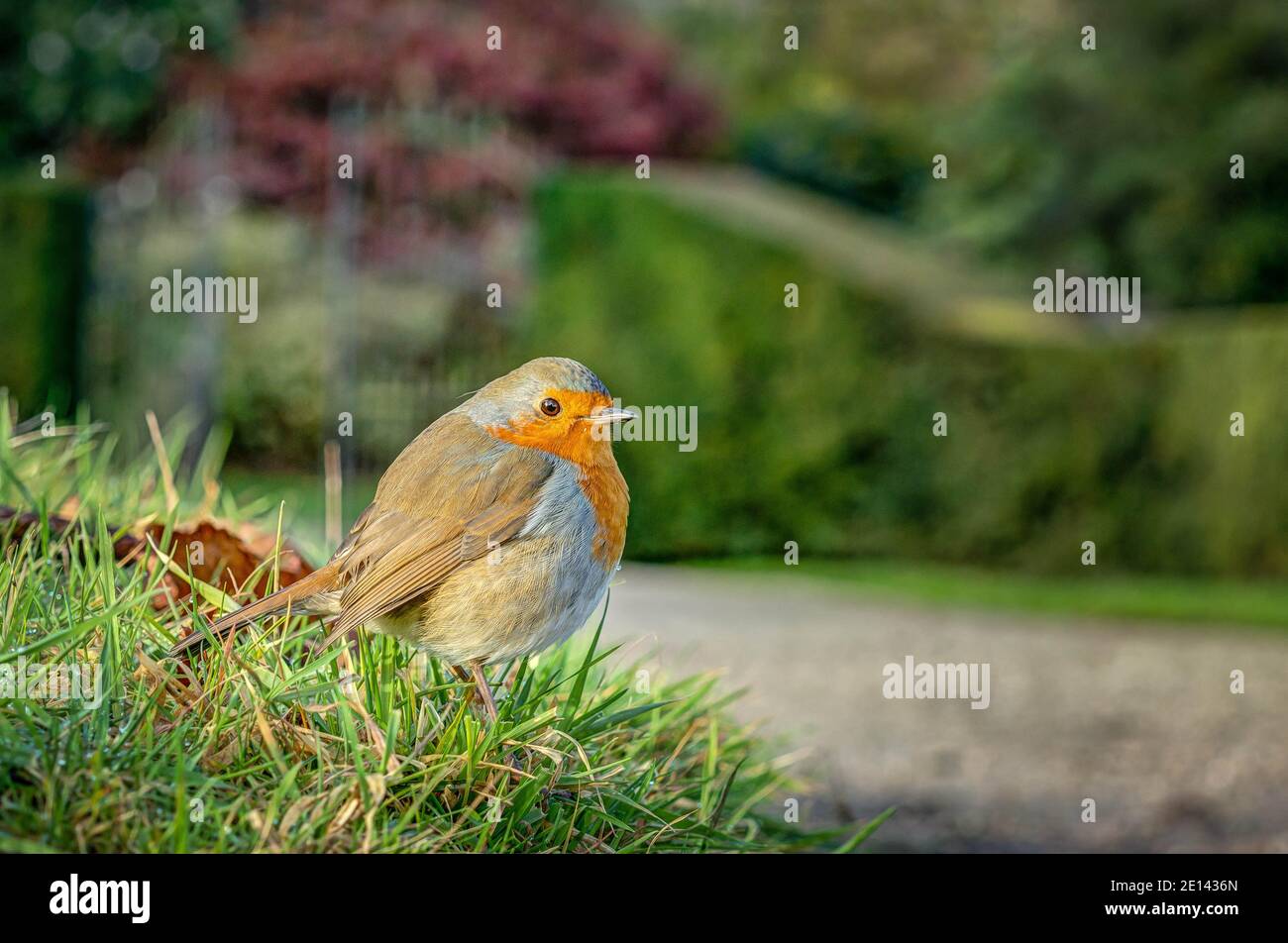 Ein schöner Robin, der auf einem grünen Grasrand ruht und an einem schönen Wintertag auf einem Schotterweg in einem gepflegten Park nach Fütterungsmöglichkeiten beobachtet. Stockfoto