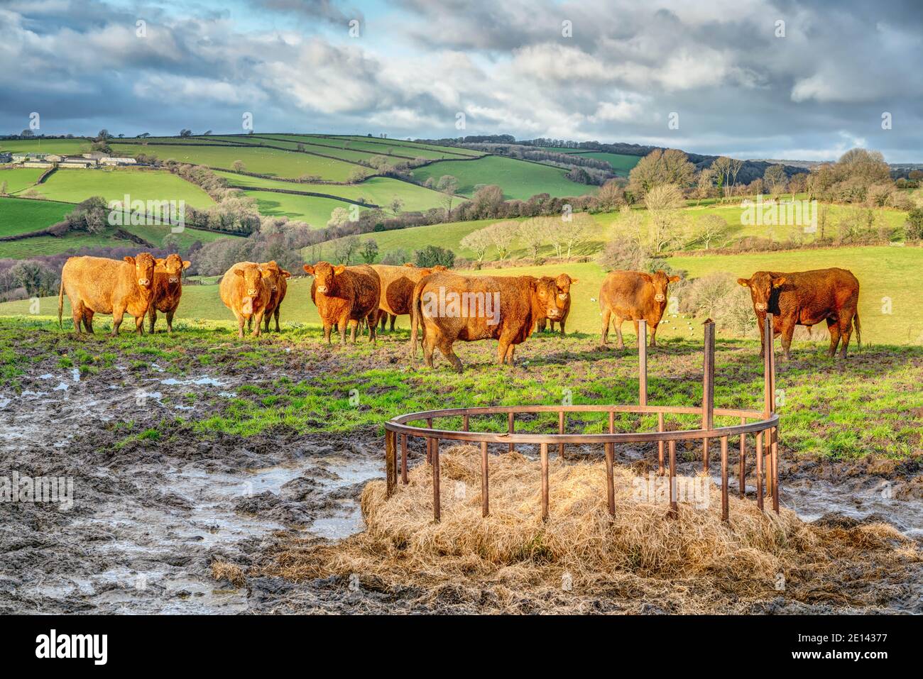 Eine ländliche Farmszene von einem Viehfutter im Vordergrund, schöne Devon Red Kühe Mittelfeld und üppig grün hügeligen Cornish Ackerland im Hintergrund. Stockfoto