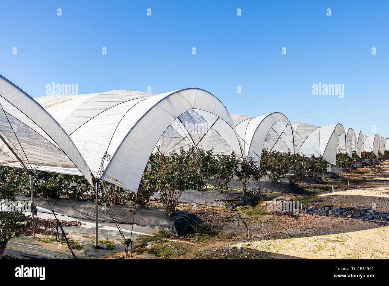 Intensiver Anbau von Heidelbeeren mit plastikbedeckten Pflanzen. Voller Gewächshausanbau in Huelva, Andalusien, Spanien Stockfoto