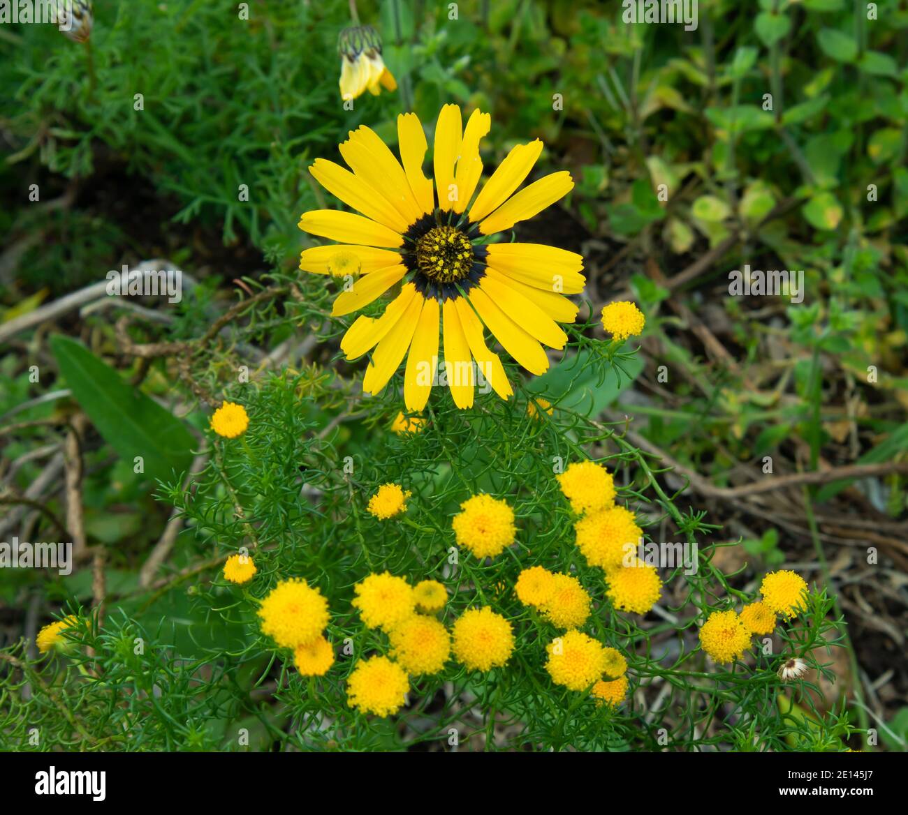 Kapstadt, Südafrika, Kirstenbosch National Botanical Garden - 09/15/20 Nahaufnahme einer leuchtend gelben Blume. Stockfoto