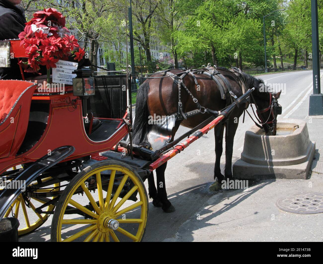 Ein Pferd, das ein Hansom-Taxi im Central Park zieht, hält an einem warmen Frühlingstag an, um Wasser zu trinken. Im Central Park, Manhattan, New York City. Stockfoto