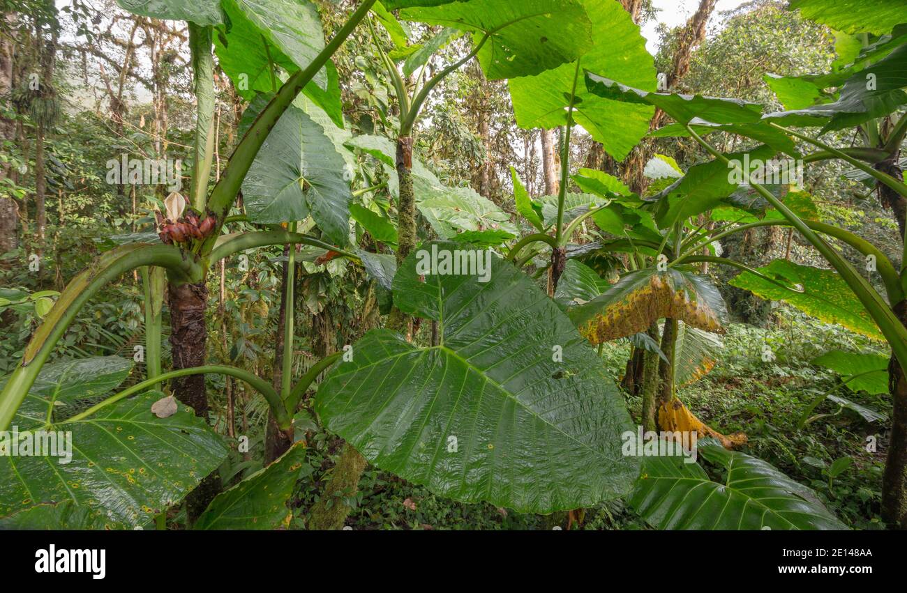 Hain von Elefantenohrpflanzen (Xanthosoma sp., ein riesiger Arum, Familie Araceae), der im montanen Regenwald an den westlichen Hängen der Anden wächst Stockfoto