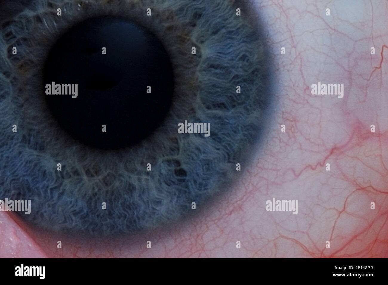 Pupille einer Makroansicht Stockfoto