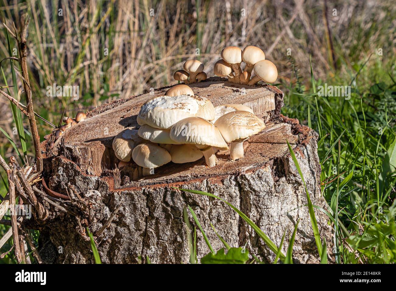 Pilze auf einem Baumstamm Stockfoto