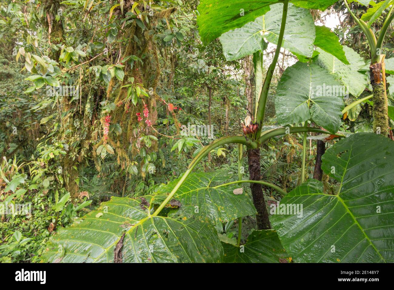 Hain von Elefantenohrpflanzen (Xanthosoma sp., ein riesiger Arum, Familie Araceae), der im montanen Regenwald an den westlichen Hängen der Anden wächst Stockfoto