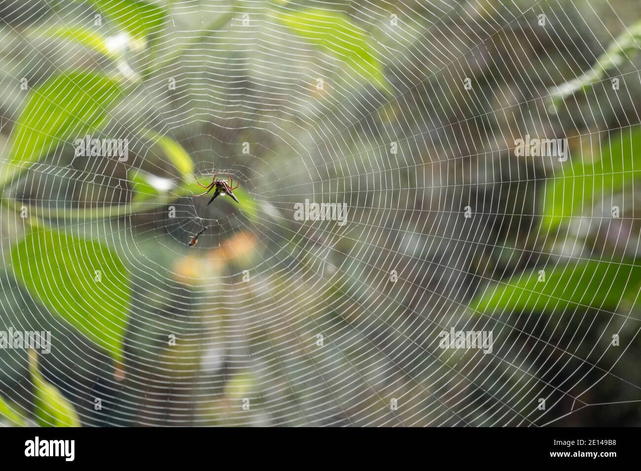 Stachelspinne Micrathena sp. In einem Netz am frühen Morgen. Im Bergregenwald an den pazifischen Hängen der Anden in Ecuador. Stockfoto