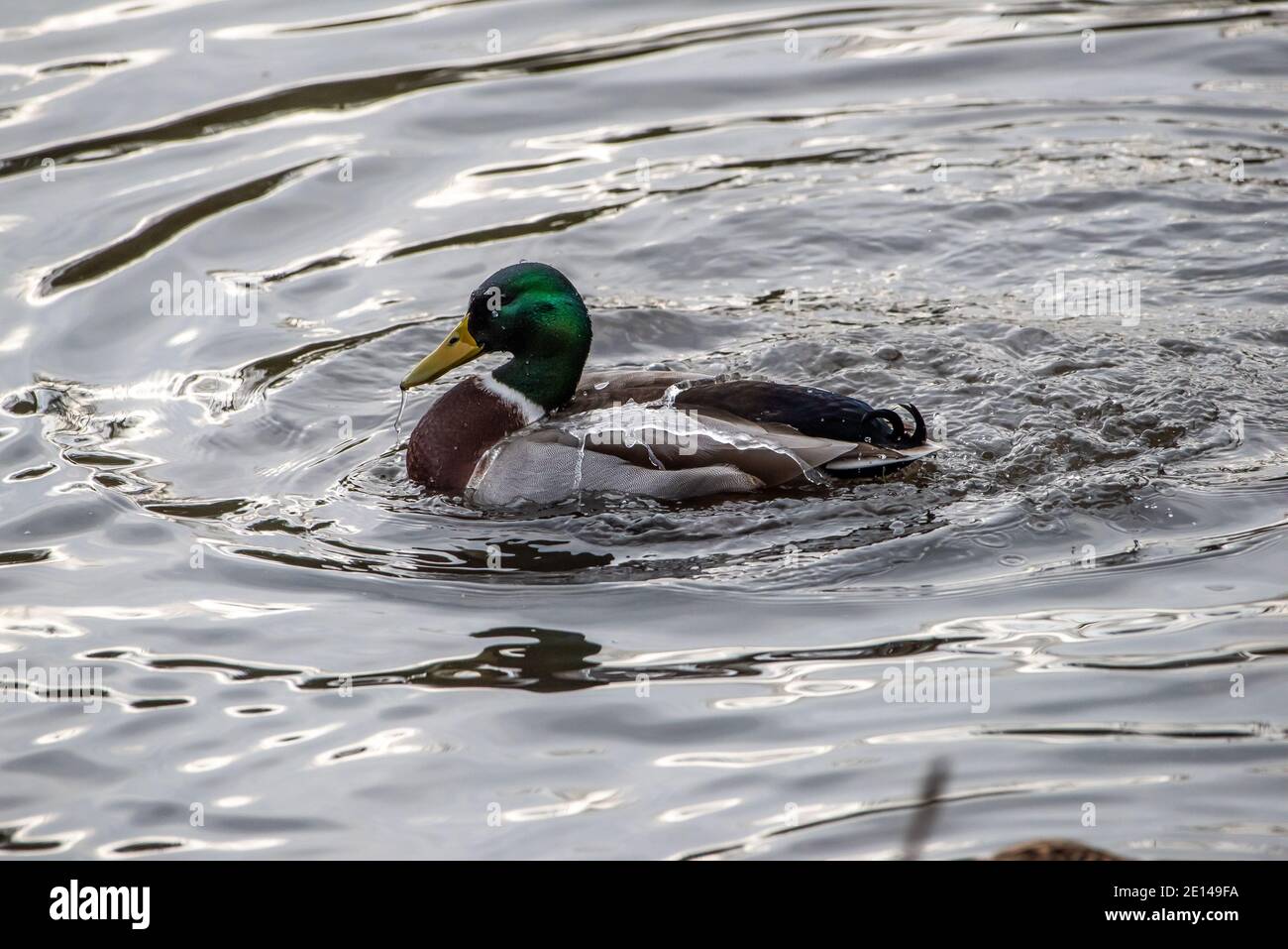 Preston, Lancashire, Großbritannien. Januar 2021. Eisige Temperaturen und ein gefrorener Teich didnÕt stoppen Sie Mallard Ente ein Bad in Chipping, Preston, Lancashire. Kredit: John Eveson/Alamy Live Nachrichten Stockfoto