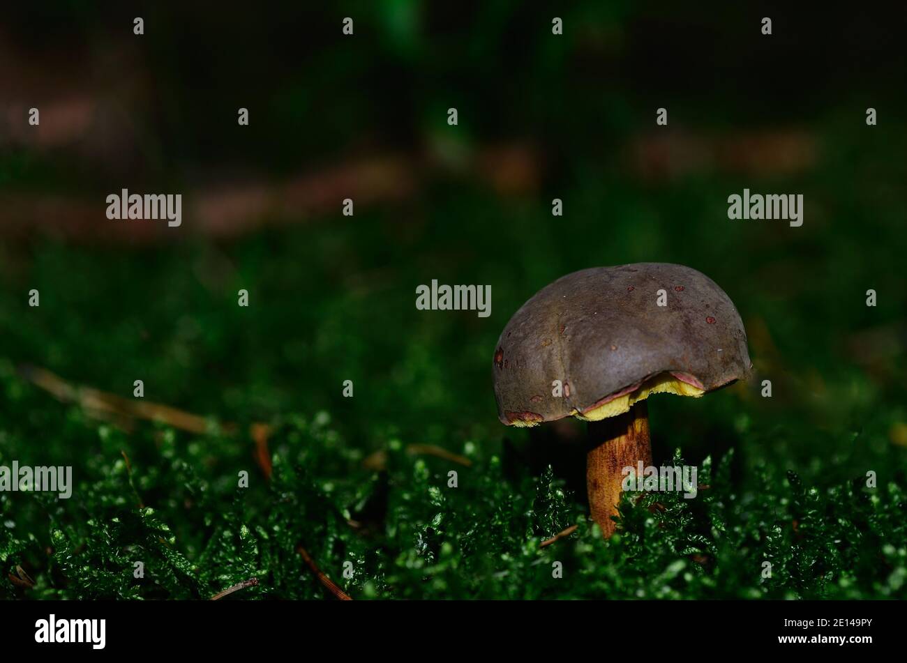 Rotfußpilz im Moos und Waldmakro Anzeigen Stockfoto