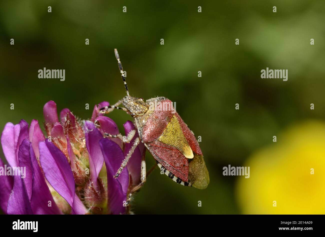 Bunte Käfer auf lila Blume im Frühjahr Stockfoto