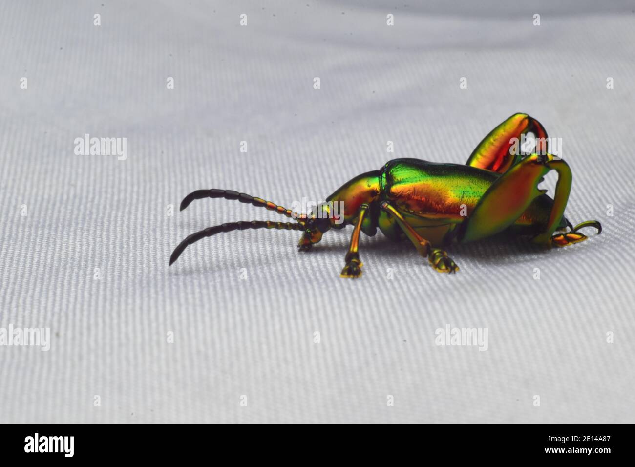 Ein Juwelenkäfer, der auf weißem Stoff sitzt. Sagra femorata. Stockfoto