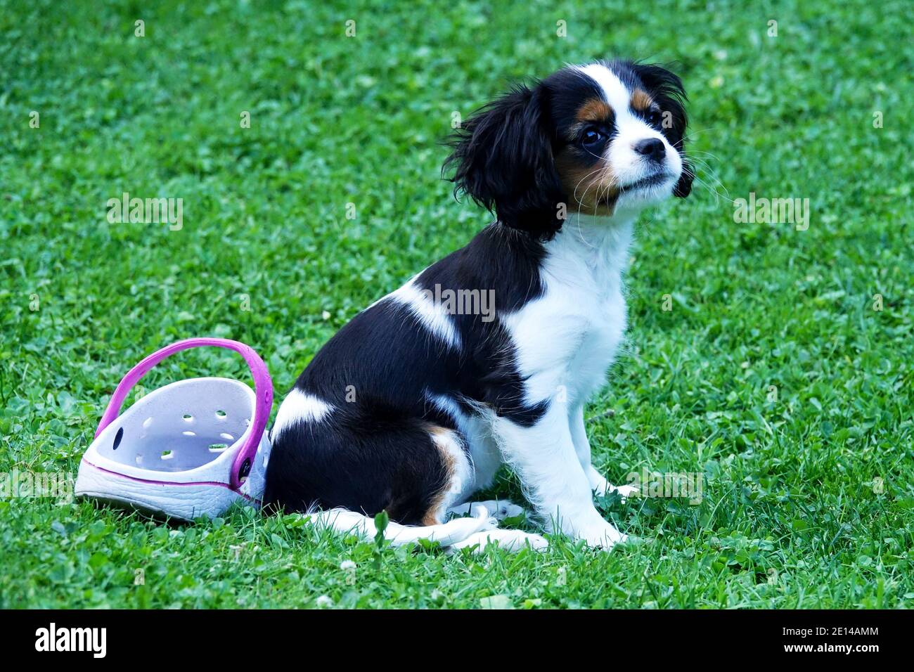 Cavalier King Charles Spaniel Hund Stockfoto