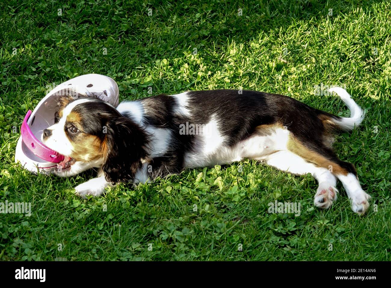 Cavalier King Charles Spaniel Hund beißt einen Schuh Stockfoto