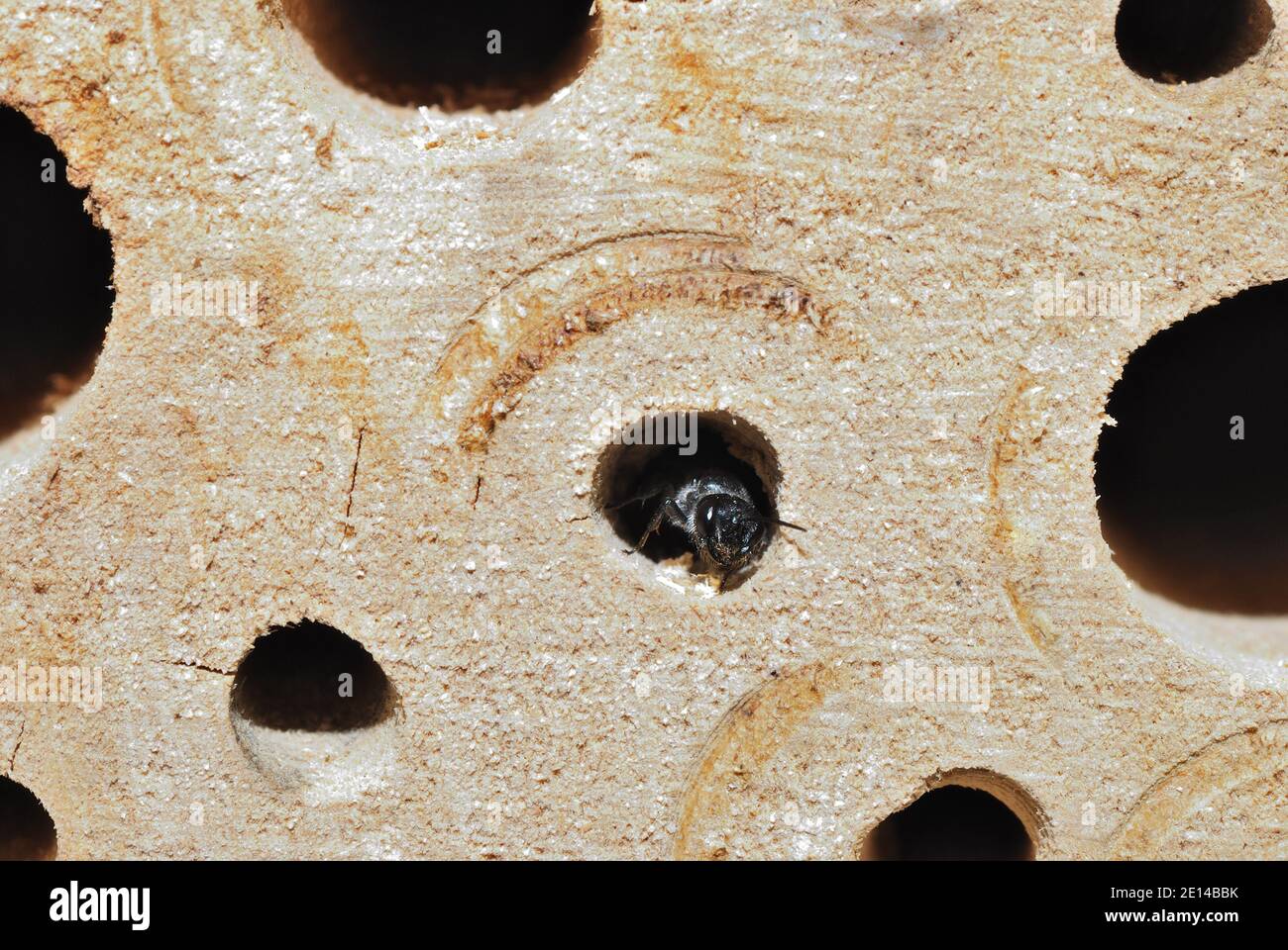 Biene sitzt in der Sonne in einem Insektenhotel Stockfoto