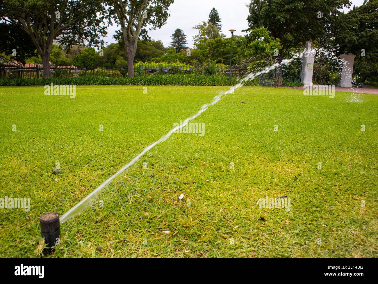 Gardens- Cape Town, South Africa - 23/11/2020 Sprinklerstrom, Strahlen dünnen Strom von Wasser über üppiges grünes Gras. Stockfoto