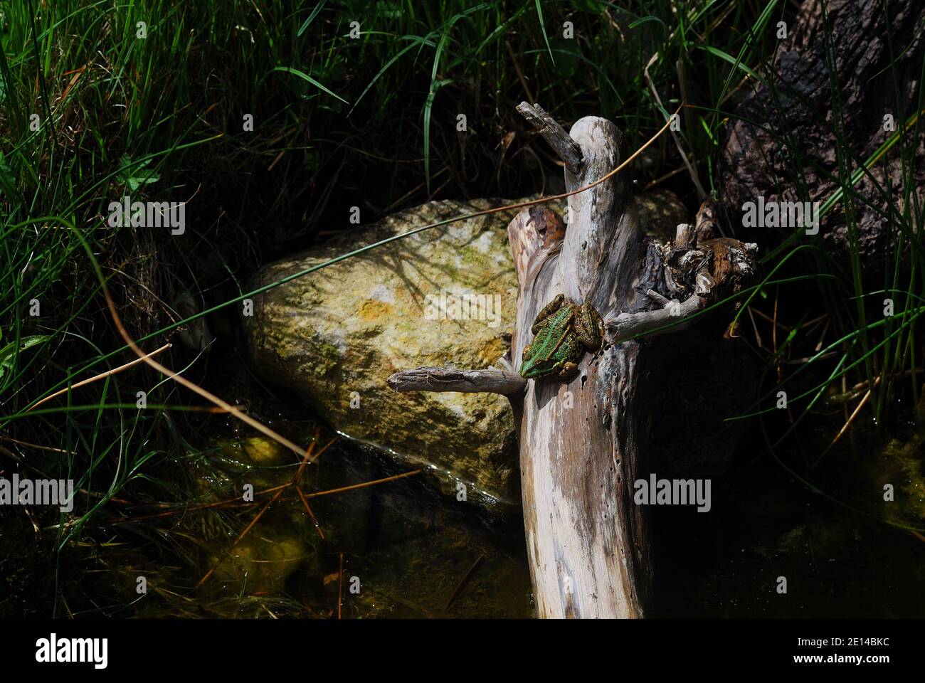 Grüner Frosch sitzt in der Sonne auf dem Teich Ein Baumstamm