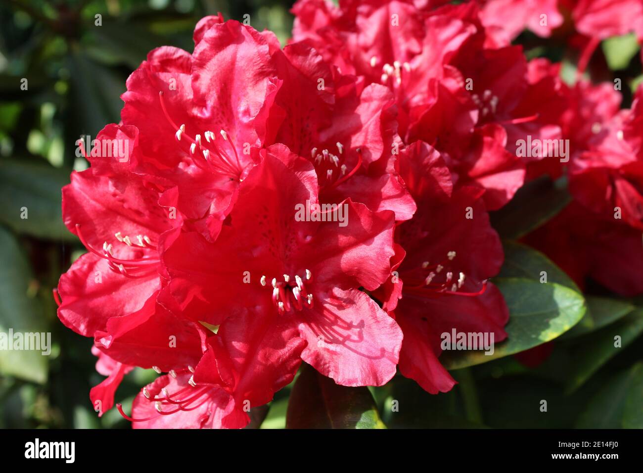 rote Blüten eines Rhododendron, NRW, Deutschland. Stockfoto