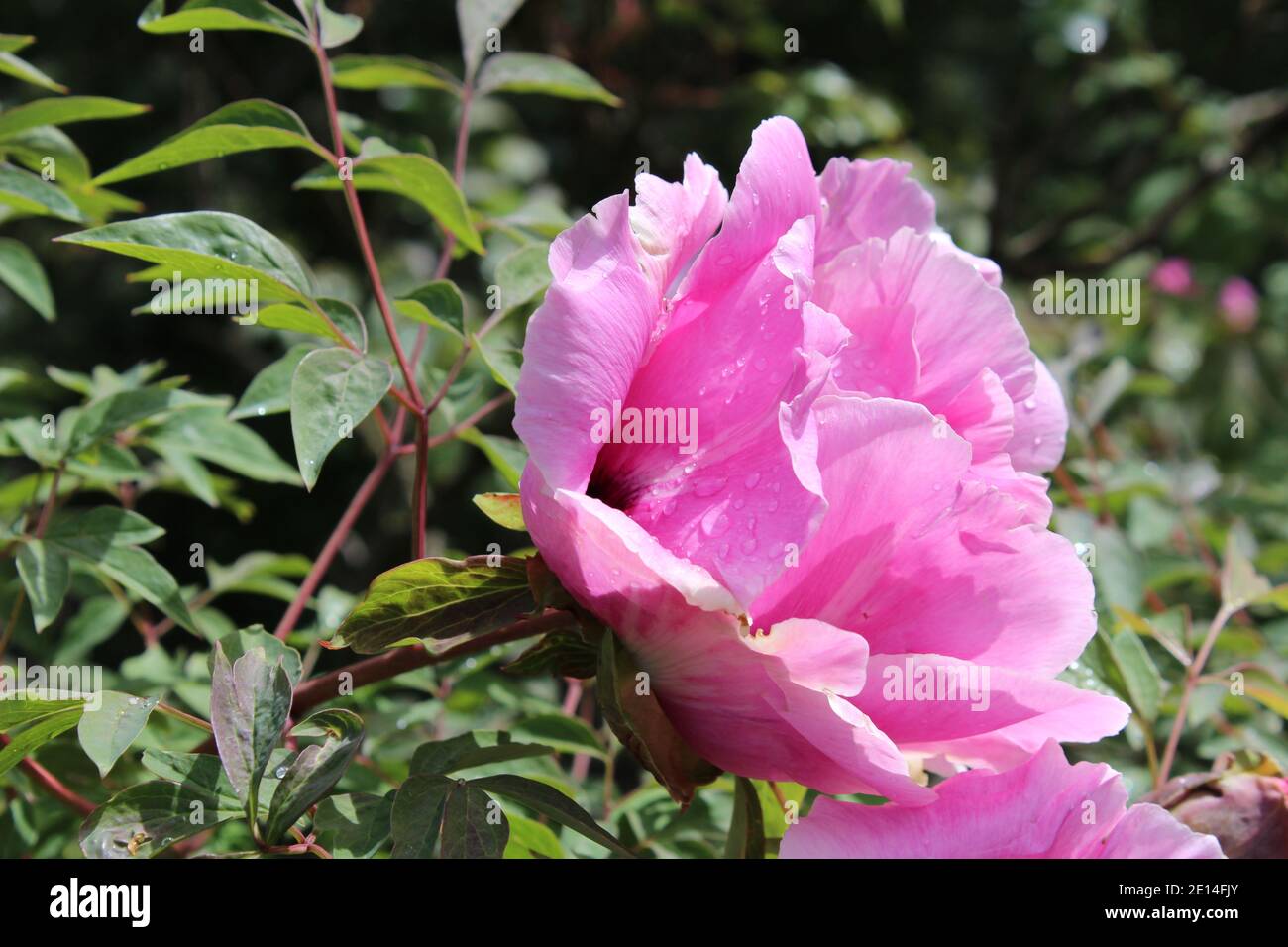 Pink, intensiv rosa farbene Pfingstrose in einem Park in NRW, Deutschland Stockfoto