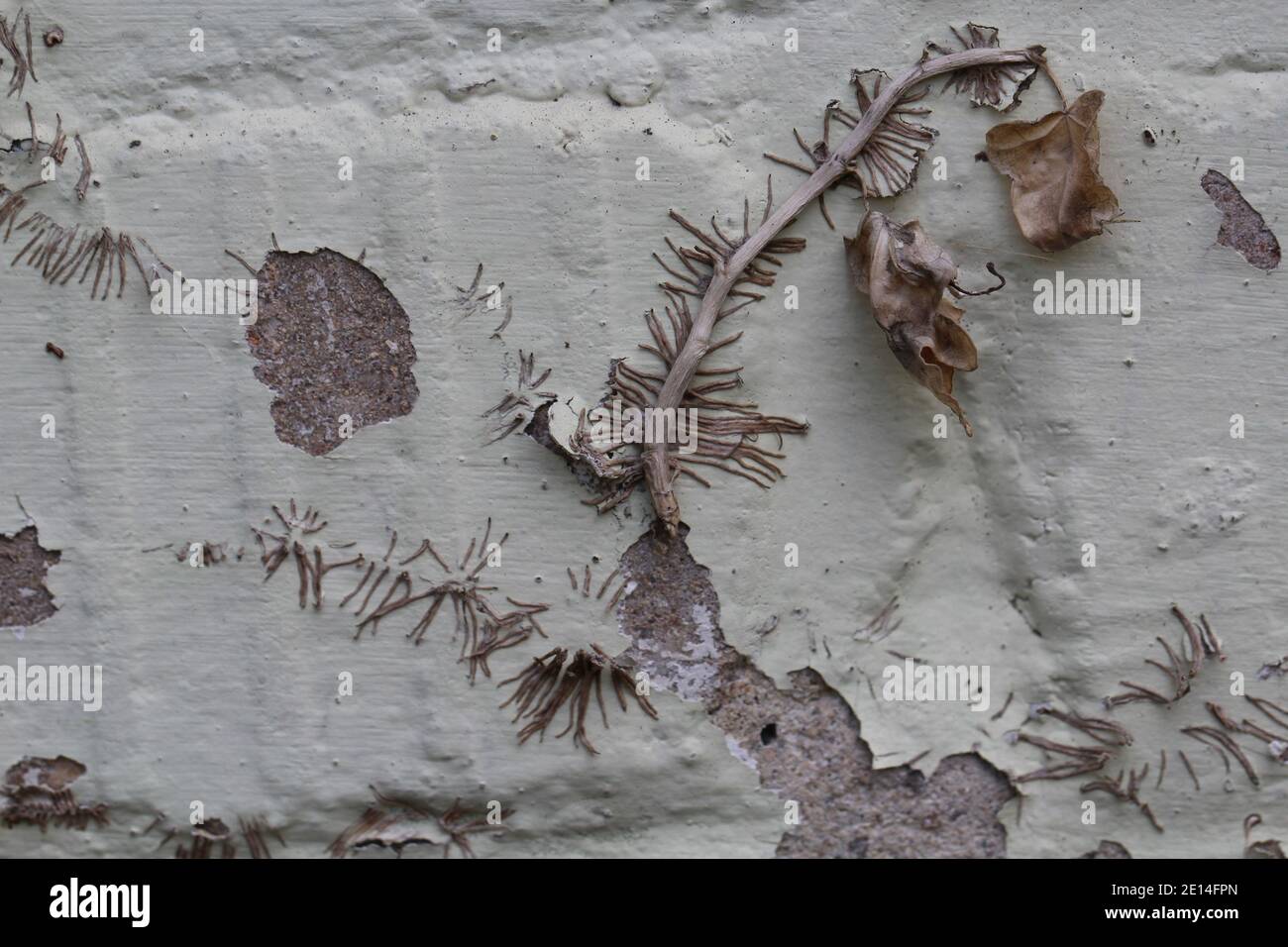 Rankreste und Haftfüße vom wilden Wein, der ein Mauerwerk zerstellt hat. Stockfoto