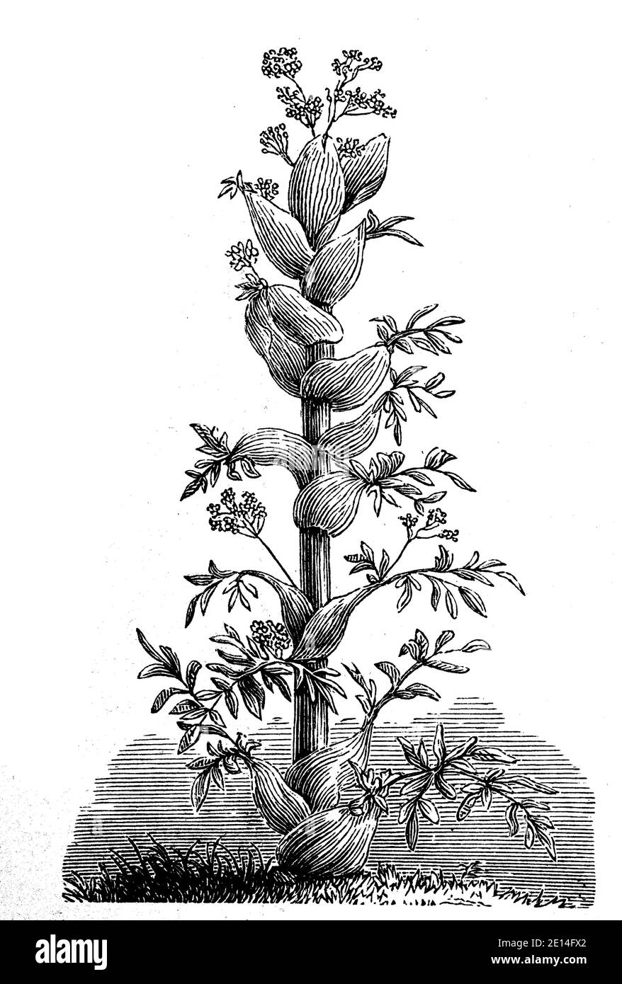 Asafoetida, also buchstabed asafetida / Asant, Ferula assa-foetida, auch bekannt als Stinkasant oder Teufelsdreck, Historisch, historisch, digital verbesserte Reproduktion eines Originals aus dem 19. Jahrhundert / digitale Reproduktion einer Originalvorlage aus dem 19ten Jahrhundert. Jahrhundert, Stockfoto